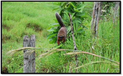 mono titi del Caqueta en peligro de extinción por la deforestación