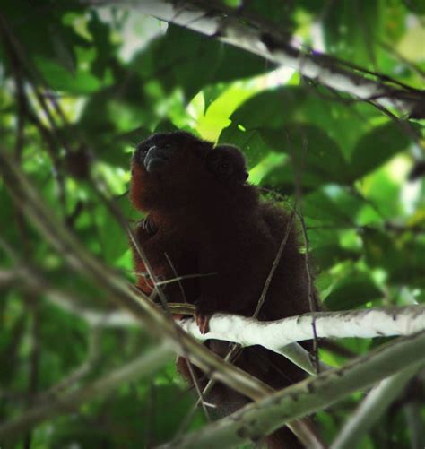 mono titi del Caqueta en peligro de extinción por la deforestación