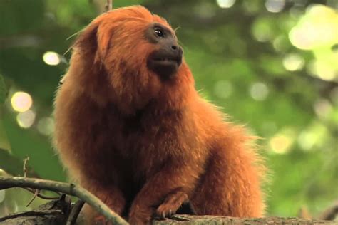 Mono tití leoncito es avistado en Río de Janeiro luego de ...