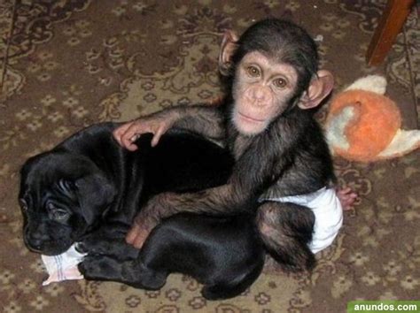Monos adorables del chimpancé del bebé para la venta   Patones