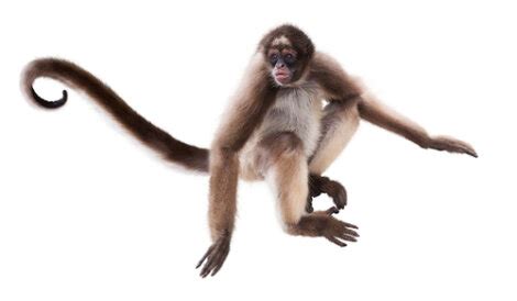 Monos araña: características y hábitat   Mis Animales