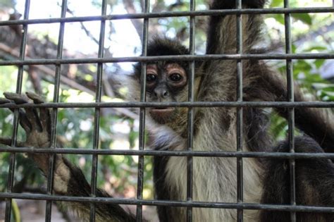 Monos araña rescatados del tráfico ilegal se integran al ...