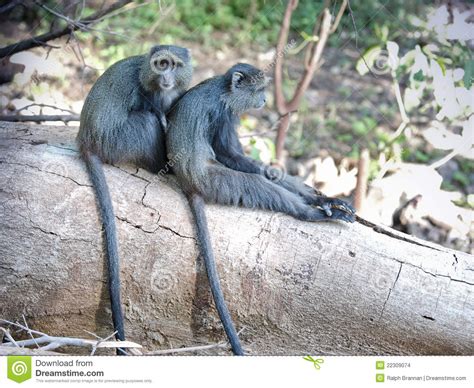 Monos azules foto de archivo. Imagen de babuino, azul   22309074