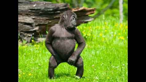 Monos bailando – FinoFilipino – Humor, memes, gif, videos ...