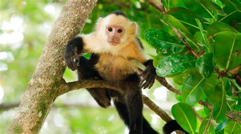 Monos Capuchino de segunda mano | Solo quedan 4 al  60%