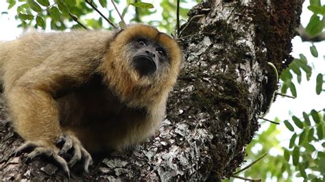Monos capuchino en Misiones, Paraguay   ÚH   YouTube