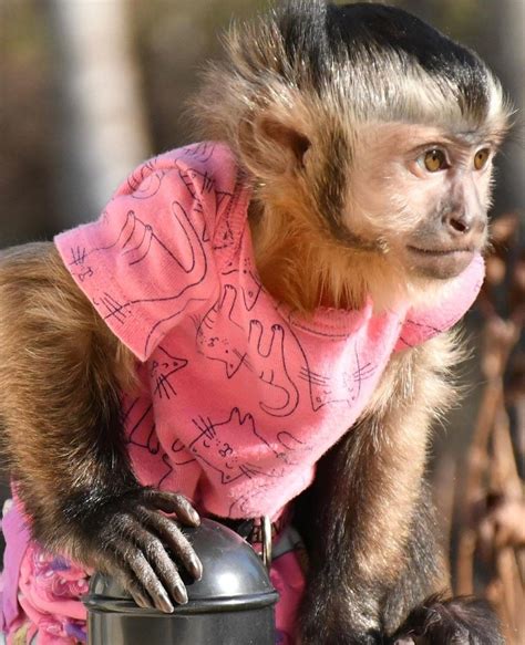 Monos Capuchino | Mercado Libre