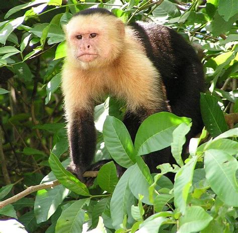 Monos capuchinos: características, hábitat, especies