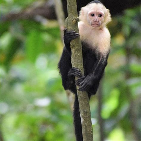 Monos capuchinos: características, hábitat, especies