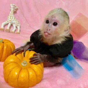 Monos Capuchinos en Venta Estados Unidos Precio Monos Mascota