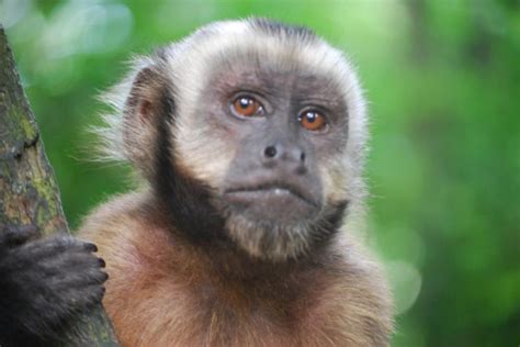 Monos capuchinos: Estudio revela algo sorprendente de los ...