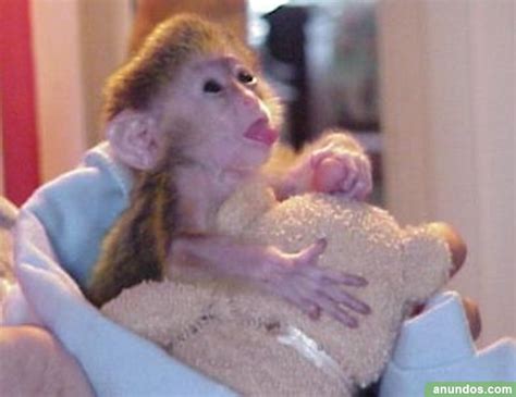 Monos capuchinos lindo disponibles para la venta   Abegondo