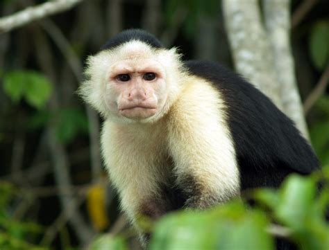 Monos capuchinos llaman la atención por su comportamiento ...