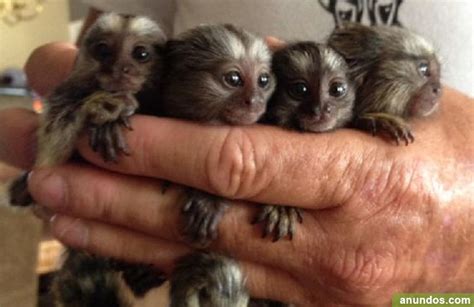 Monos capuchinos navidad para adopción   Galapagar