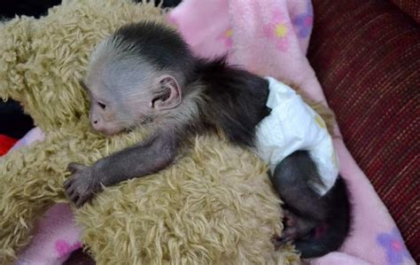 Monos Capuchinos Para Adopción | Mercado Libre