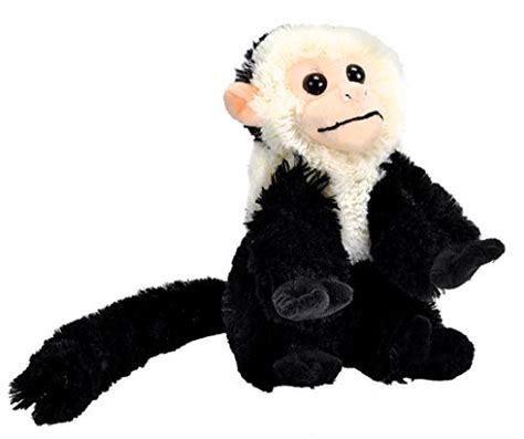 Monos capuchinos 【 ANUNCIOS Mayo 】 | Clasf