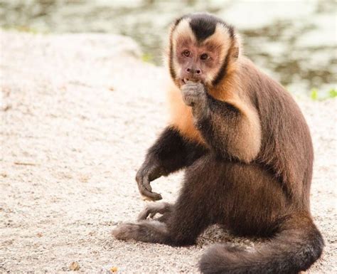 Monos capuchinos usan herramientas de piedra a modo de martillo.