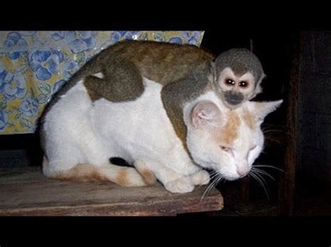 Monos Chistosos Molestando A Perros Y Gatos   Videos De ...