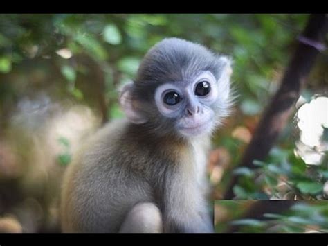 Monos Chistosos y Traviesos. Video  funny monkeys  HD ...