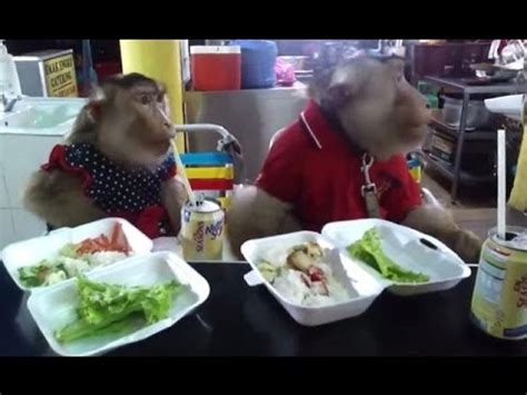 Monos comen con modales   YouTube