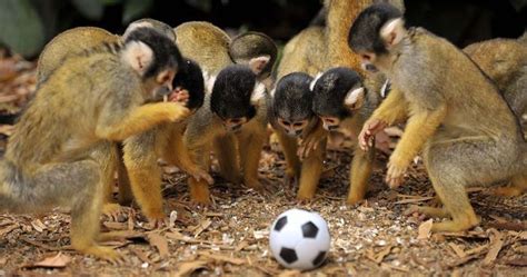 Monos con Balón de Fútbol   Imagenes de Animales Graciosos, Videos y ...