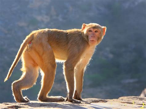 Monos con lesión medular vuelven a caminar gracias a un chip