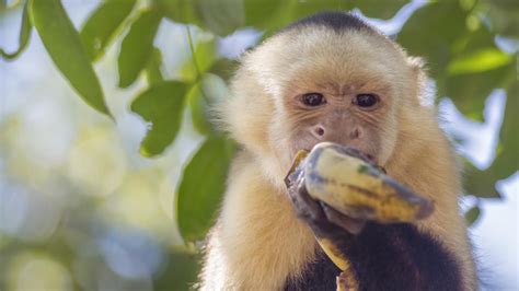 Monos de Brasil utilizan herramientas de piedra desde hace ...