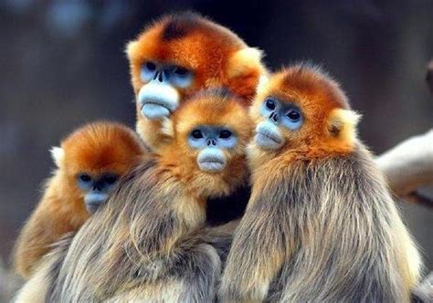 Monos de caras azules