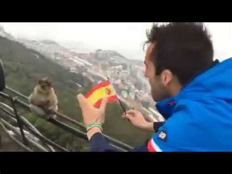 Monos de Gibraltar españoles   Virales de Facebook #8 ...