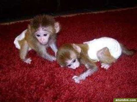 Monos domesticados, bebés chimpancés disponibles   Amurrio
