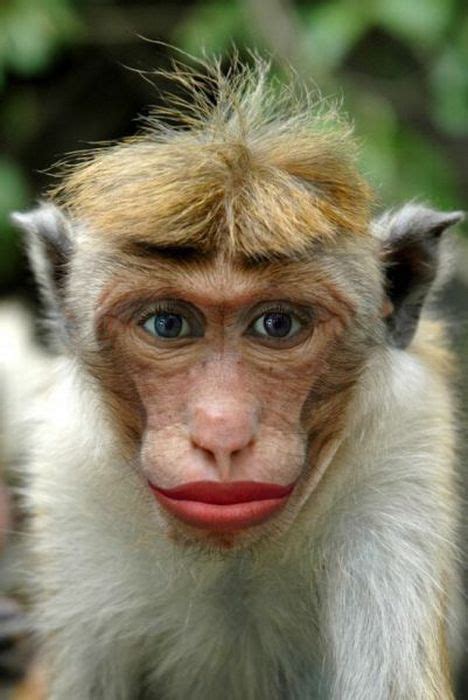 Monos graciosos fotos   Imagui