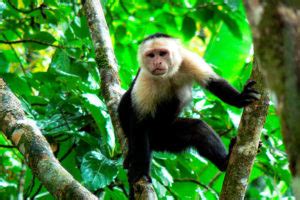 Monos información | Animales Exóticos