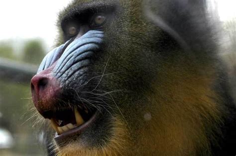 Monos, lemures, gorilas y orangutanes | Pachecoalejandra s ...
