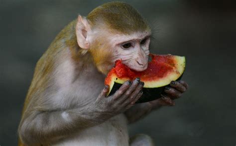 Monos macacos desarrollan inmunidad natural al covid   Grupo Milenio