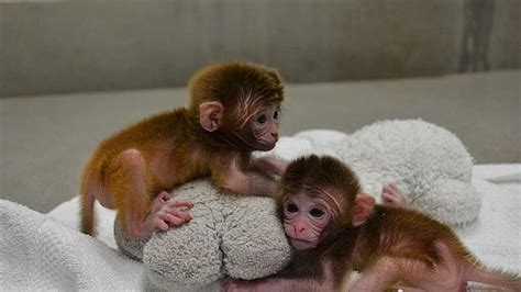 Monos macacos   Imagui