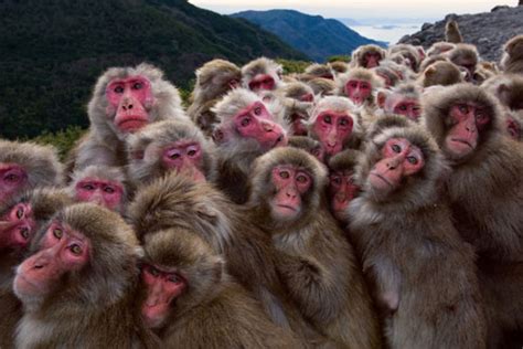 Monos macacos   Imagui