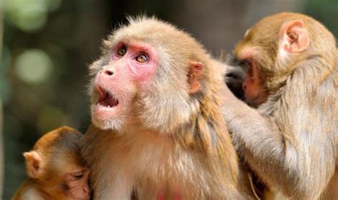 Monos macacos no perciben la música como el ser humano
