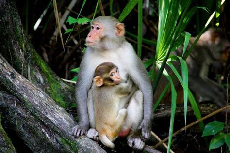 Monos macacos salvajes tienen un herpes ‘asesino’ para los humanos ...