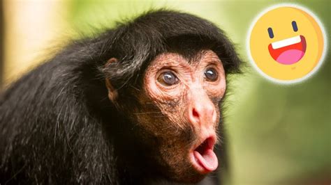 Monos muy divertidos 2020. Videos chistosos de animales y ...