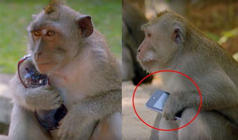 Monos Robando cosas a los Turistas para negociar  Video