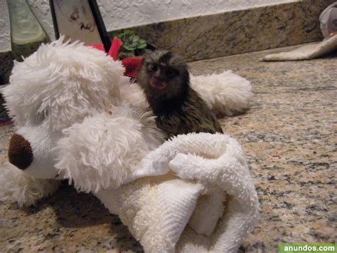 Monos tití bebé en venta   Cádiz Ciudad
