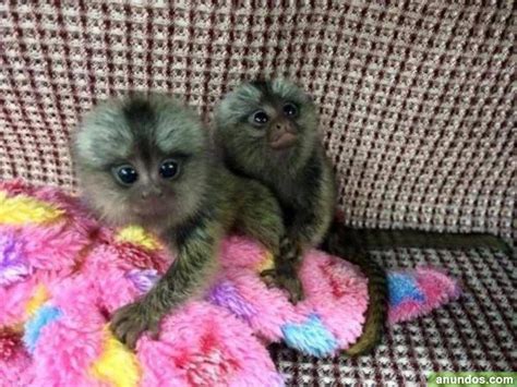 Monos Tití pigmeo disponibles para adopción   Alhabia