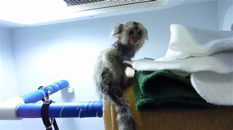 Monos tití pigmeos para la venta   España   Mascotas   animales