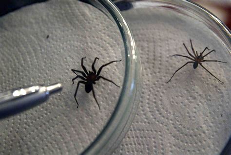 Mordedura de arañas caseras puede ser mortal, advierten ...