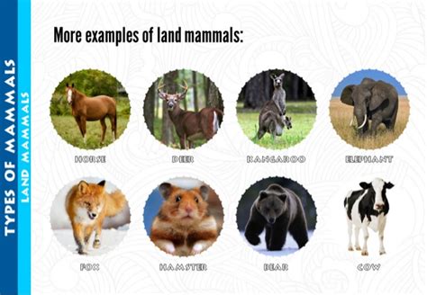 More examples of land mammals: