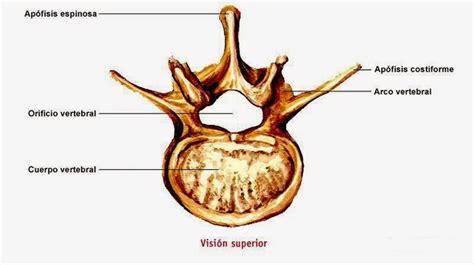 Morfofunción: Cabeza y cuello: Vértebras Lumbares