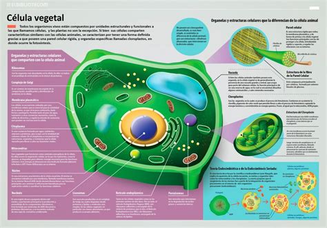 Morfología y fisiología de la célula vegetal