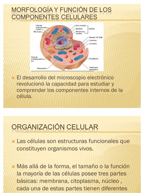 Morfología y Función de Los Componentes Celulares | Citoplasma ...