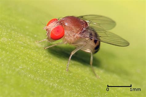 Mosca del vinagre o mosca de la fruta  Drosophila melanogaster