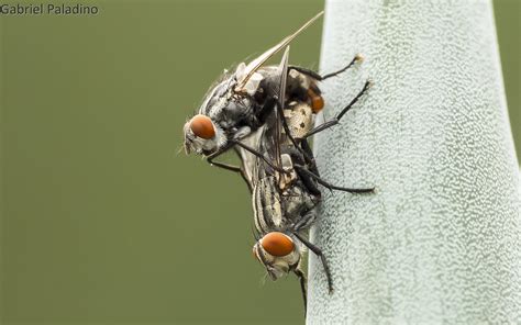 Moscas apareándose | Mating flies On agave leaf Location: Sa… | Flickr